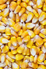 Wall Mural - yellow corn kernels with visible details. Background or texture