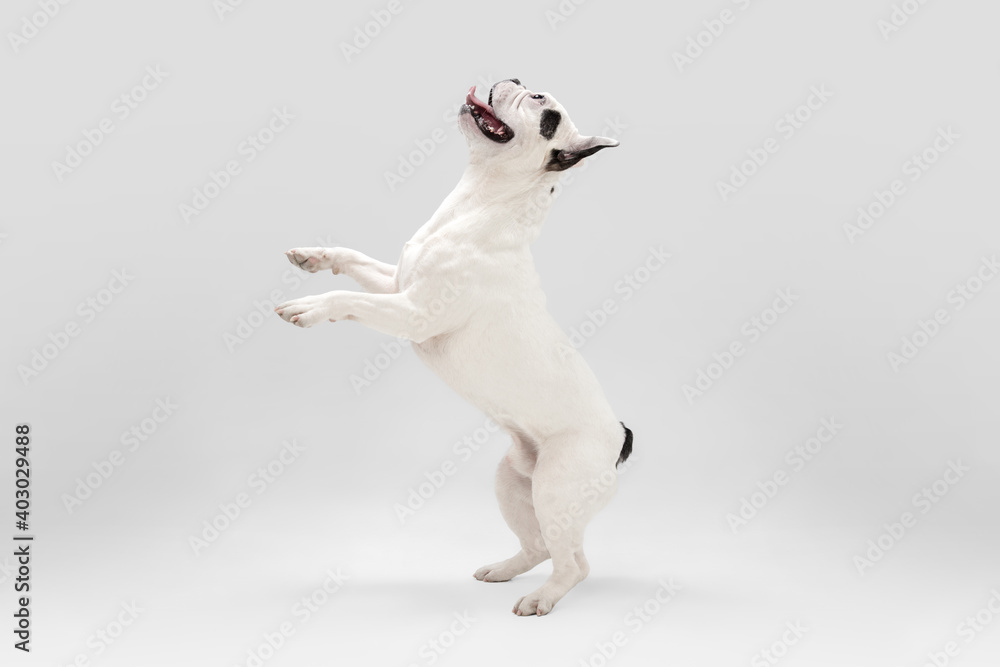 Nice to see you. French Bulldog young dog is posing. Cute playful white-black doggy or pet is playing and looking happy isolated on white background. Concept of motion, action, movement. - obrazy, fototapety, plakaty 