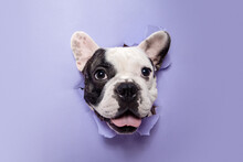Gentleman. French Bulldog Young Dog Is Posing. Cute Playful White-black Doggy Or Pet Is Playing And Looking Happy Isolated On Purple Background. Concept Of Motion, Action, Movement.
