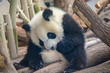 Der Große Panda (Ailuropoda melanoleuca), auch Riesenpanda oder Pandabär, ist eine Säugetierart aus der Familie der Bären (Ursidae).