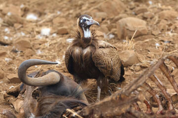 Wall Mural - The hooded vulture (Necrosyrtes monachus) with the remnains of wildebeest. Scavenger with the remains of prey.