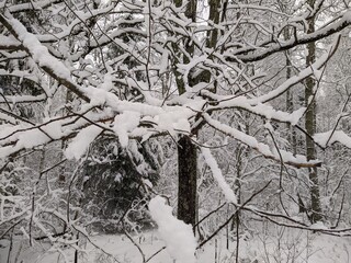 snow on dry branches of a tree in the forest during the day