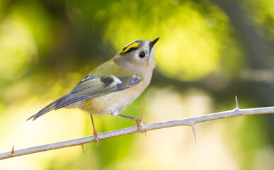 Goldcrest, regulus regulus. The bird sits on a branch with thorns, looks up