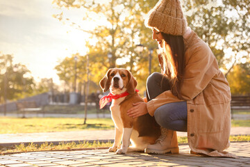 Wall Mural - Woman walking her cute Beagle dog in autumn park