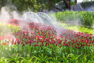 Wall Mural - beautiful red tulip in the garden, thailand.
