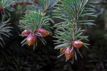 Pine tree with small violet cones in the forest closeup