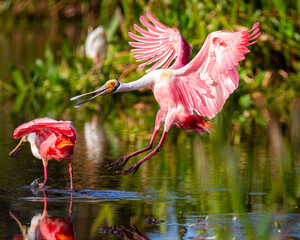 Roseate Spoonbills flying, preening, and feeding in a South Florida nature preserve 