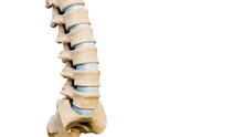 Close-up Of Lumbar Vertebrae And Intervertebral Disks Of A Human Spinal Column Or Backbone Isolated On A White Background With Copy Space. Medical And Anatomy 3D Rendering Illustration.