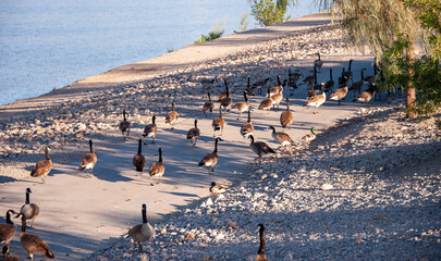 Canada Geese on Railroad Lake in Cornerstone Park, Henderson, NV.