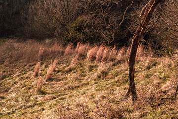 Wall Mural - tree in the field