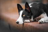 Fototapeta Psy - border collie puppy lying on the ground in a town, urban environment, close up, yellow eyes, intense look, black and white dog