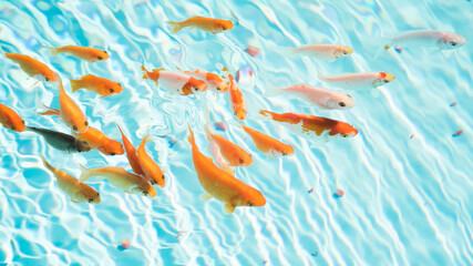 Golden fishes in sky blue pond close-up