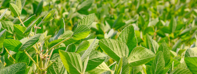 Wall Mural - Rural landscape - field the soybean (Glycine max) in the rays summer sun, closeup