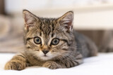 Fototapeta Koty - Portrait of a cute little kitten lying on the bed  at home