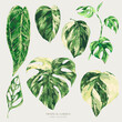 Vector watercolor tropical green leaves. Monstera Variegated greenery illustration
