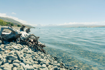 Wall Mural - Cool light image colors on grey stony lake edge and old tree stump turquoise blue water of snow feed scenic Lake Pukaki