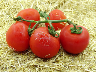 Organic bunch tomatoes on dry grass. Tomatoes collected in summer and autumn are stored in a haystack and made ready to be used freshly in winter. 