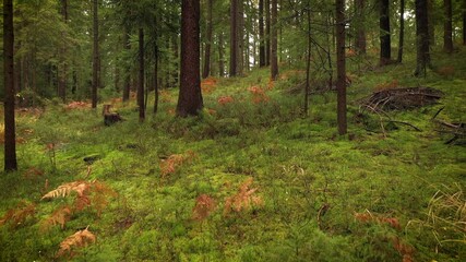 Wall Mural - Mysterious green evergreen forest landscape.