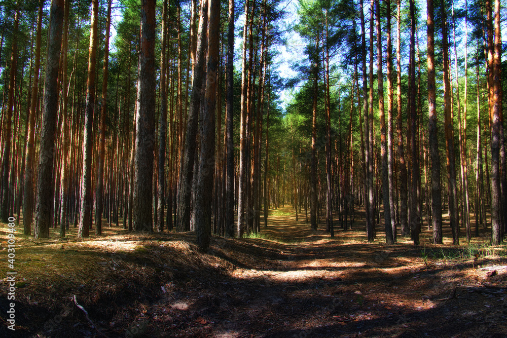 Country road in a pine forest Stock Photo | Adobe Stock