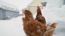 In Winter, Two Brown Hens Walk Around The Farm. Brown Chicken On The Farm In Winter