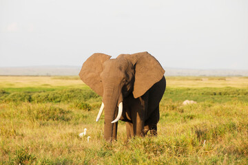 Wall Mural - Elephants in Amboseli Nationalpark, Kenya, Africa