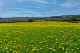 Fototapeta Dmuchawce - Field of yellow dandelions