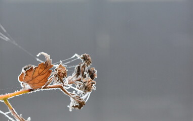 Close up of frozen spider web hanging on blackberry twig. Natural macro background.