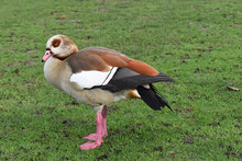 An Egyptian Goose In The UK. Males And Females Look Alike Both Waterbirds Having Chestnut Brown Patches Surrounding Their Eyes Their Legs And Feet Are Pinkish Turning Redder When In Breeding Condition