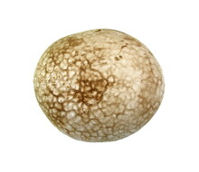 Mushrooms Common Puffball (Lycoperdon Perlatum) Isolated On White Background. 