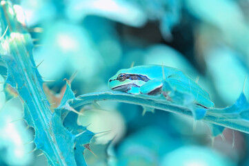 Beautiful Europaean Tree frog Hyla arborea 