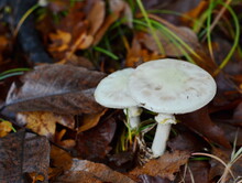 Rare, White Variety Of The Deadly Poisonous Death Cap Mushroom (Amanita Phalloides Var. Alba); Not To Be Confused With Amanita Verna