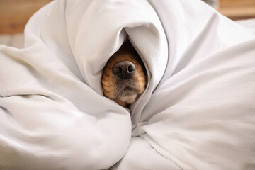 Poster - Cute English cocker spaniel covered with soft blanket indoors, closeup