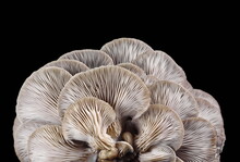 Oyster Mushroom Isolated On Black Background 