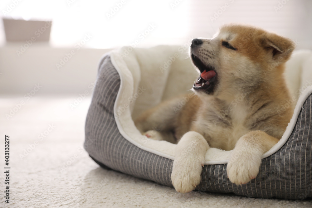Adorable Akita Inu puppy in dog bed indoors - obrazy, fototapety, plakaty 