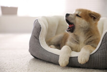 Adorable Akita Inu Puppy In Dog Bed Indoors