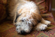 adorable Soft Coated Wheaten Terrier puppy