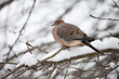 © Spring - Mourning Dove Perched in a Snow Covered Tree