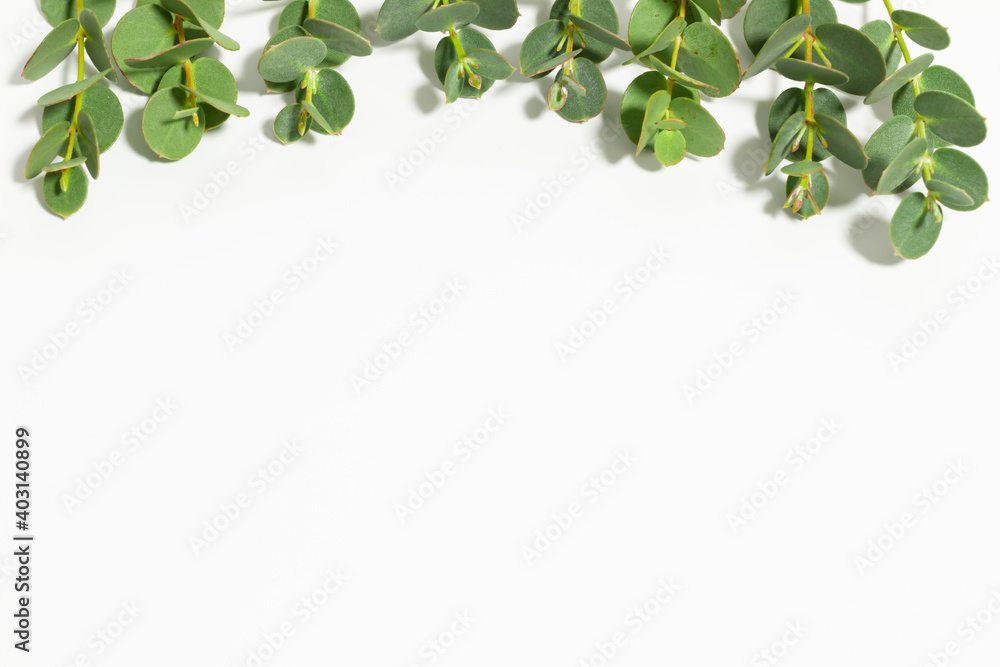 Obraz Premium 白背景のシンプルなユーカリの背景素材 Kwiaty Obraz Premium