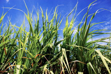 Wall Mural - Leaves sugarcane with blue sky.