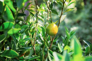 Wall Mural - Orange in farm.