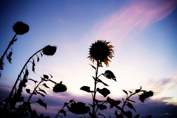 Wall Mural - Sunflower of dries at sunset.