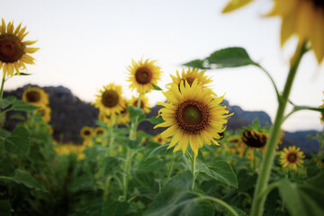 Wall Mural - Sunflower on field at sky.