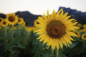 Wall Mural - Sunflower on field.