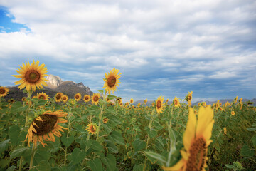 Wall Mural - Sunflower on plantation.