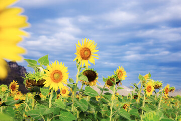 Wall Mural - Sunflower with blue sky.