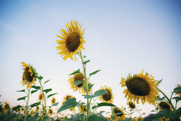 Wall Mural - Sunflower with the sky.