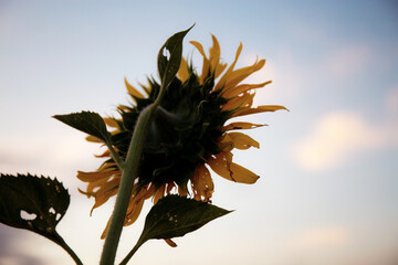 Wall Mural - Sunflower with the sunset.