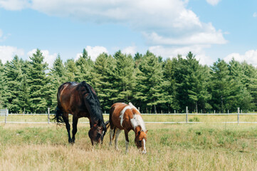 horse in field