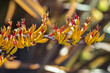 closeup of New Zealand mountain flax yellow flowers in bloom with blurred background