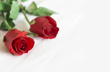 Wall Mural - Closeup red rose on white bed background, love and romantic feeling concept
